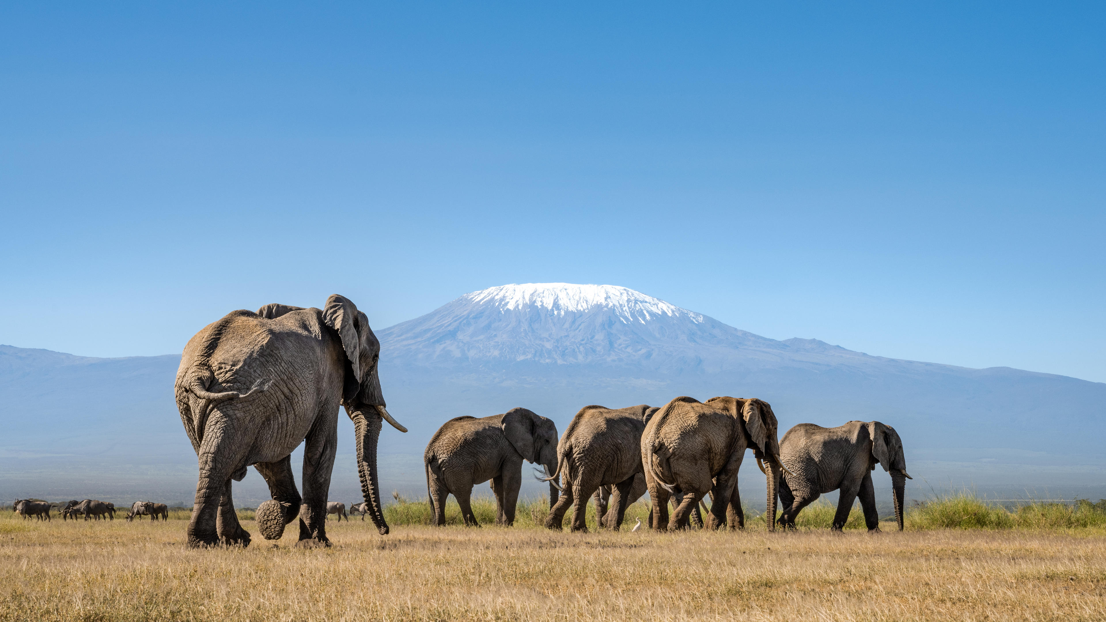 Elephant herd walking beneath Mount Kilimanjaro in Amboseli