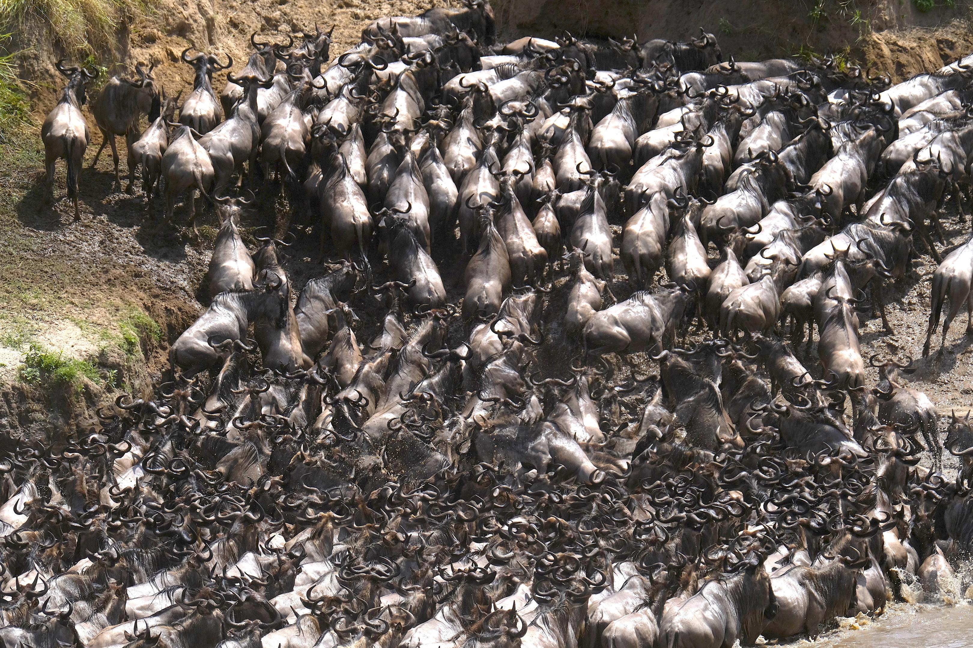 Great Migration herd crossing a river in the Serengeti ecosystem