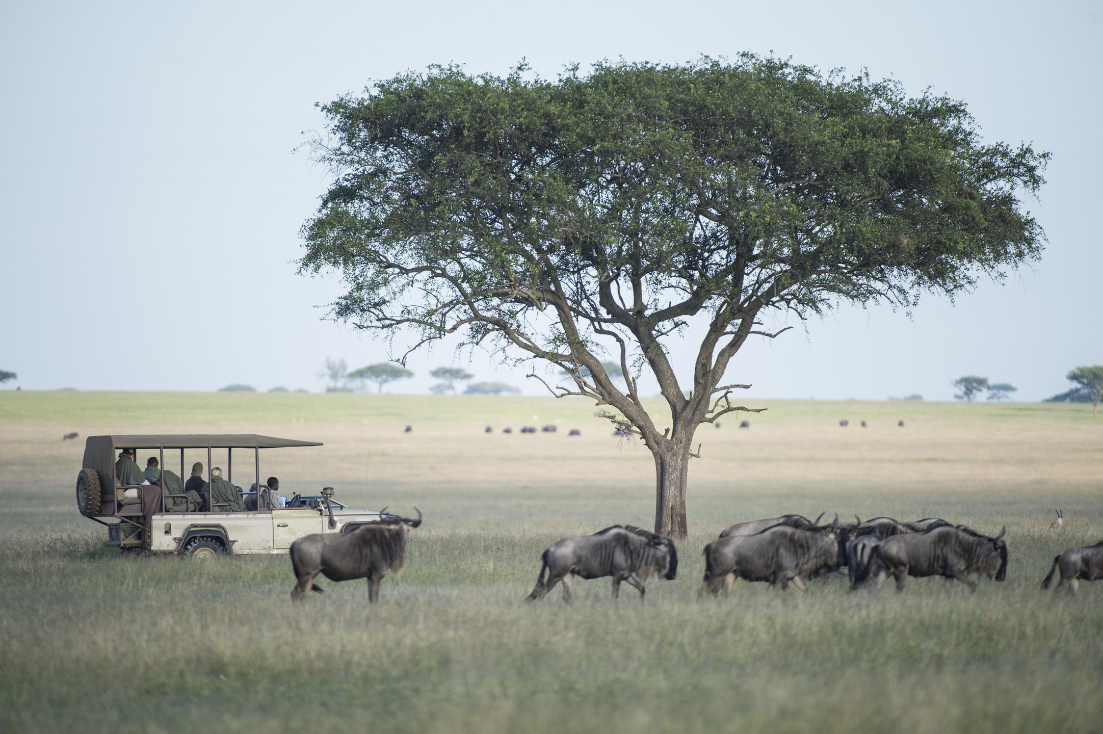 Private safari vehicle on a game drive in East Africa