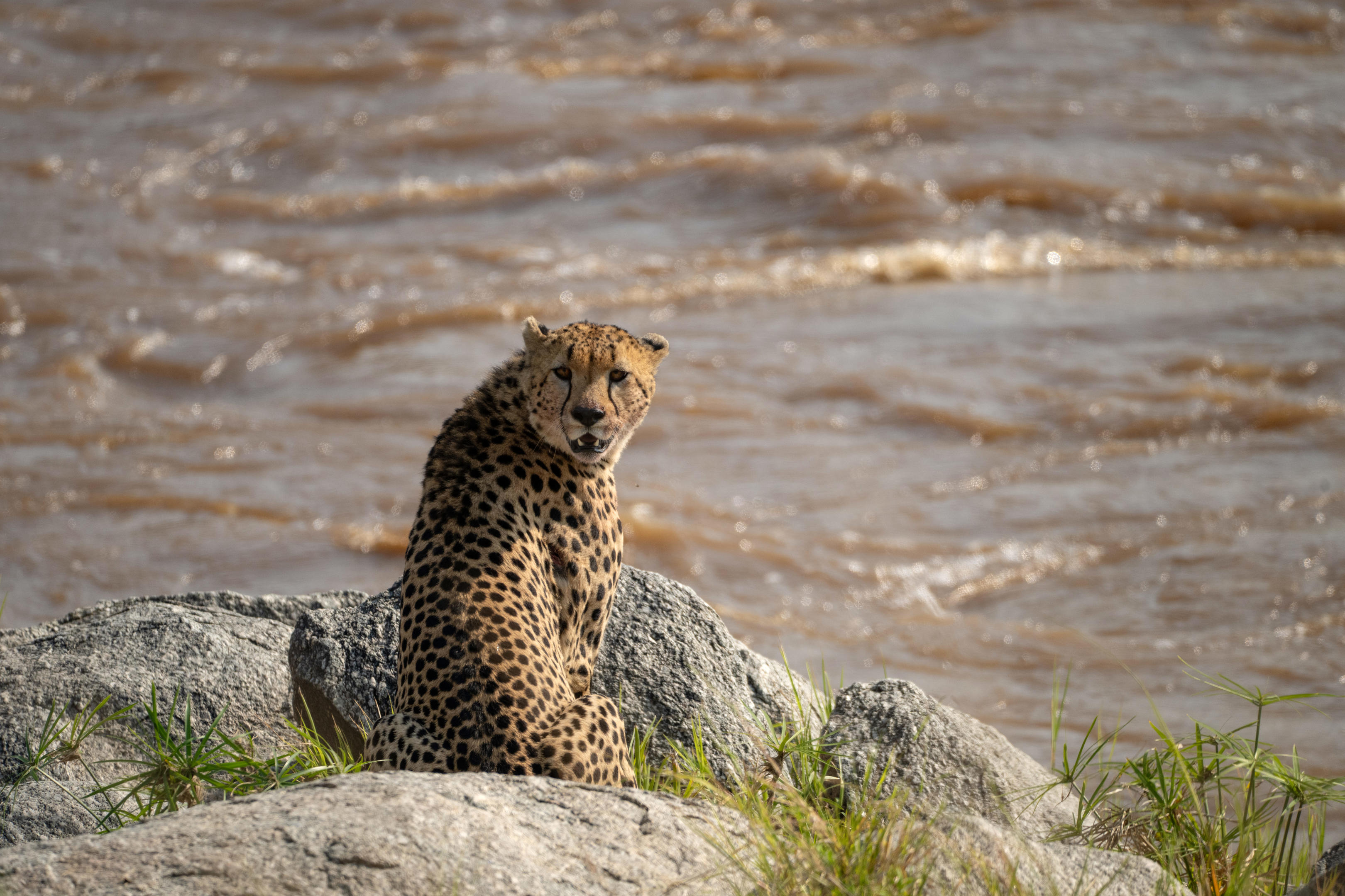 Cheetah near the Mara River in northern Serengeti