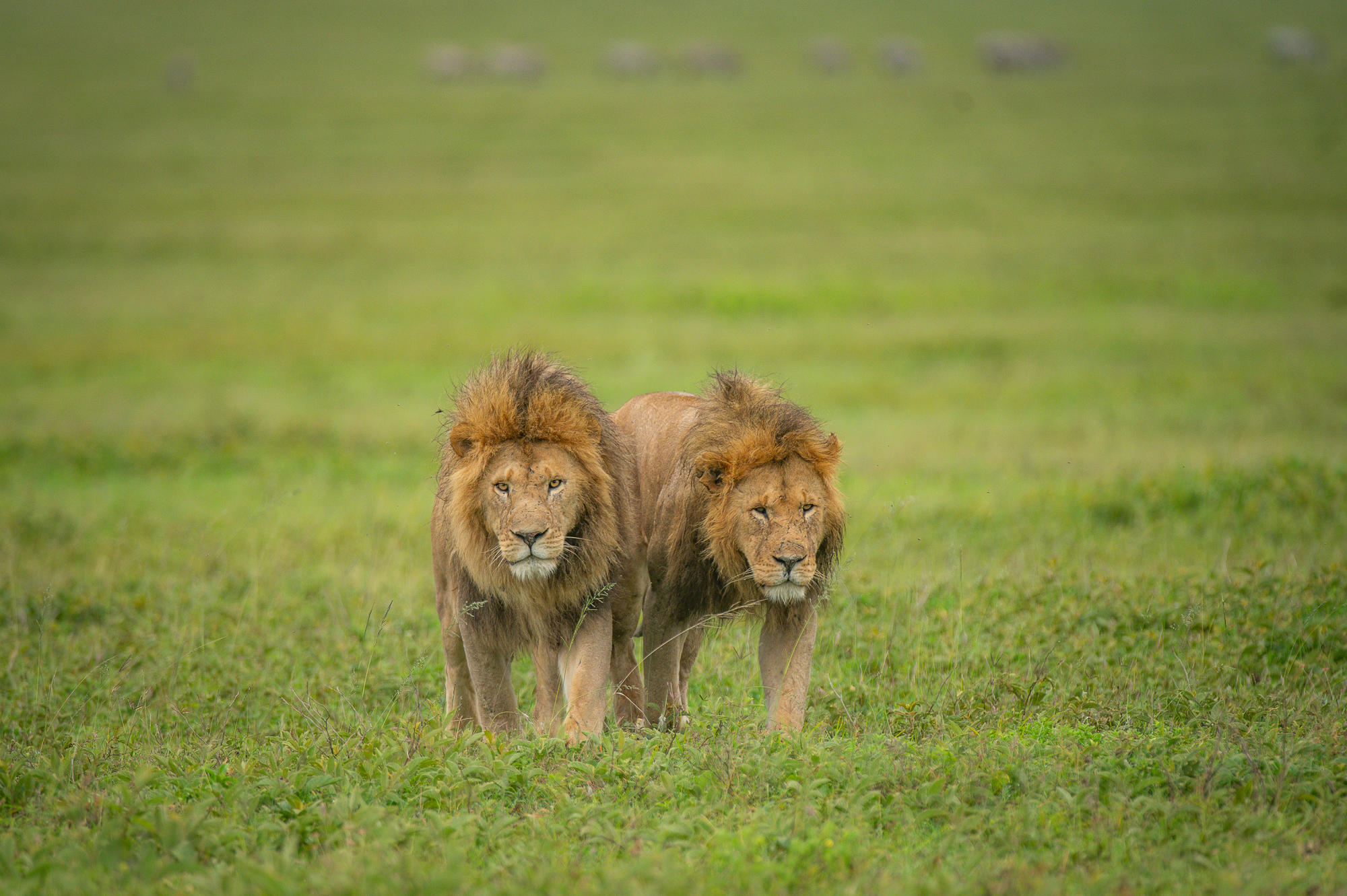 Lions resting in the green-season grass of Ndutu
