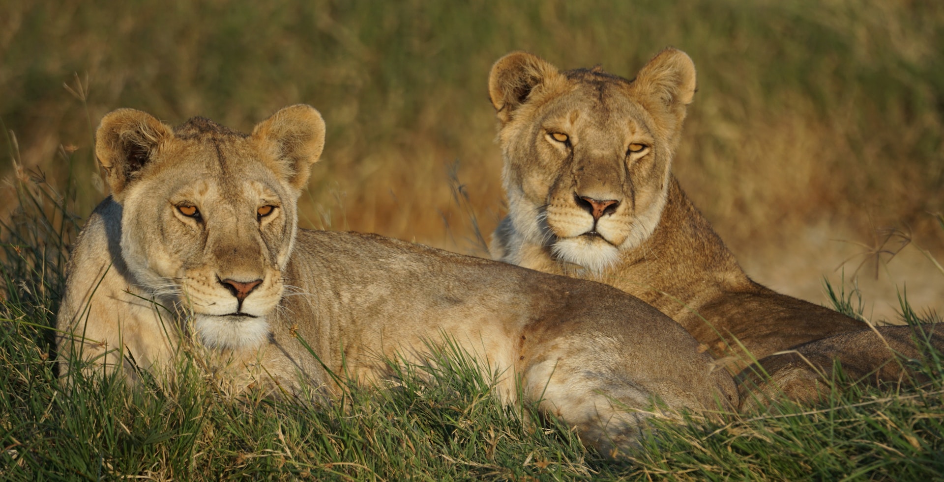 Lioness in the Serengeti