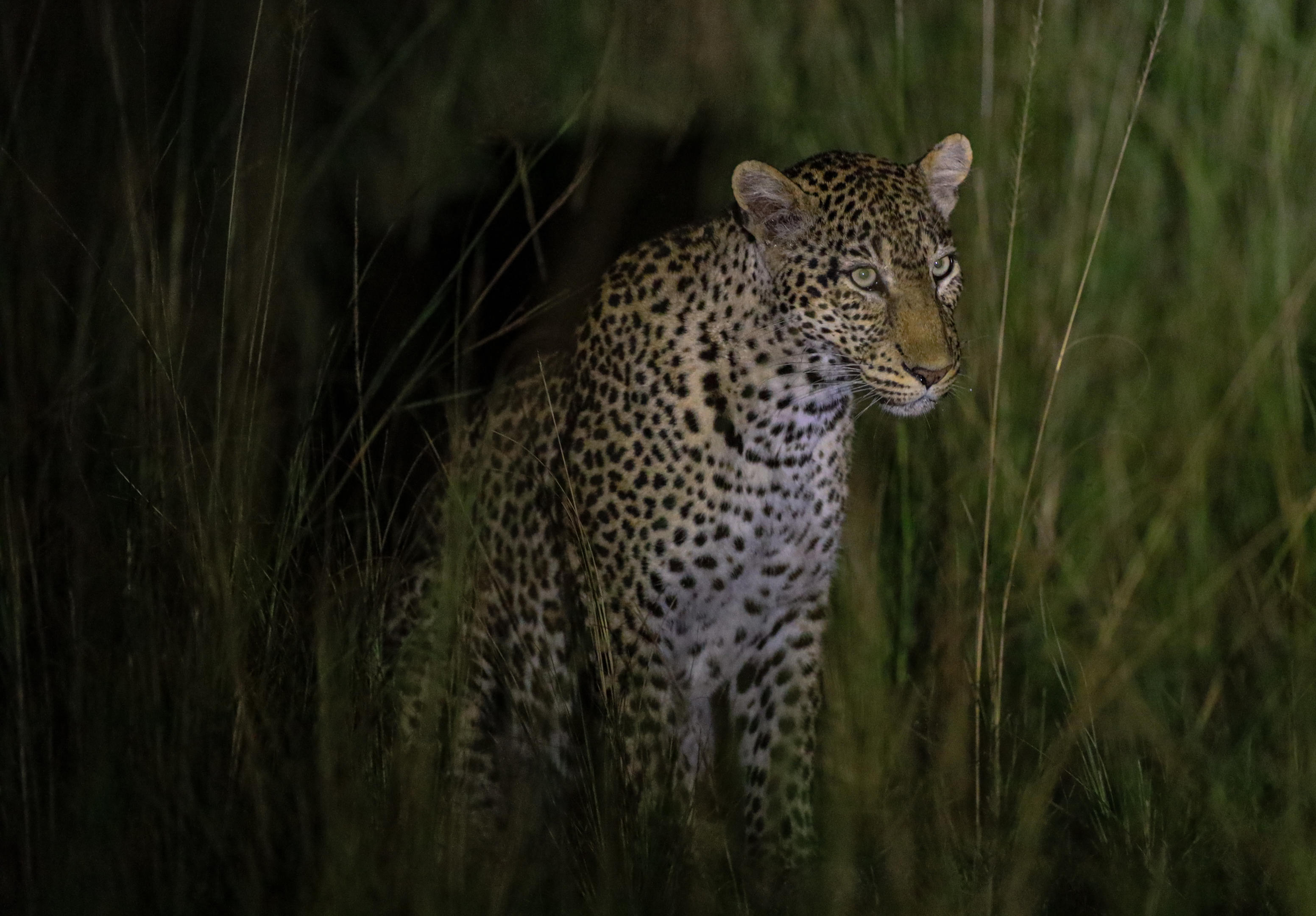 Open Rwanda safari landscape in Akagera National Park