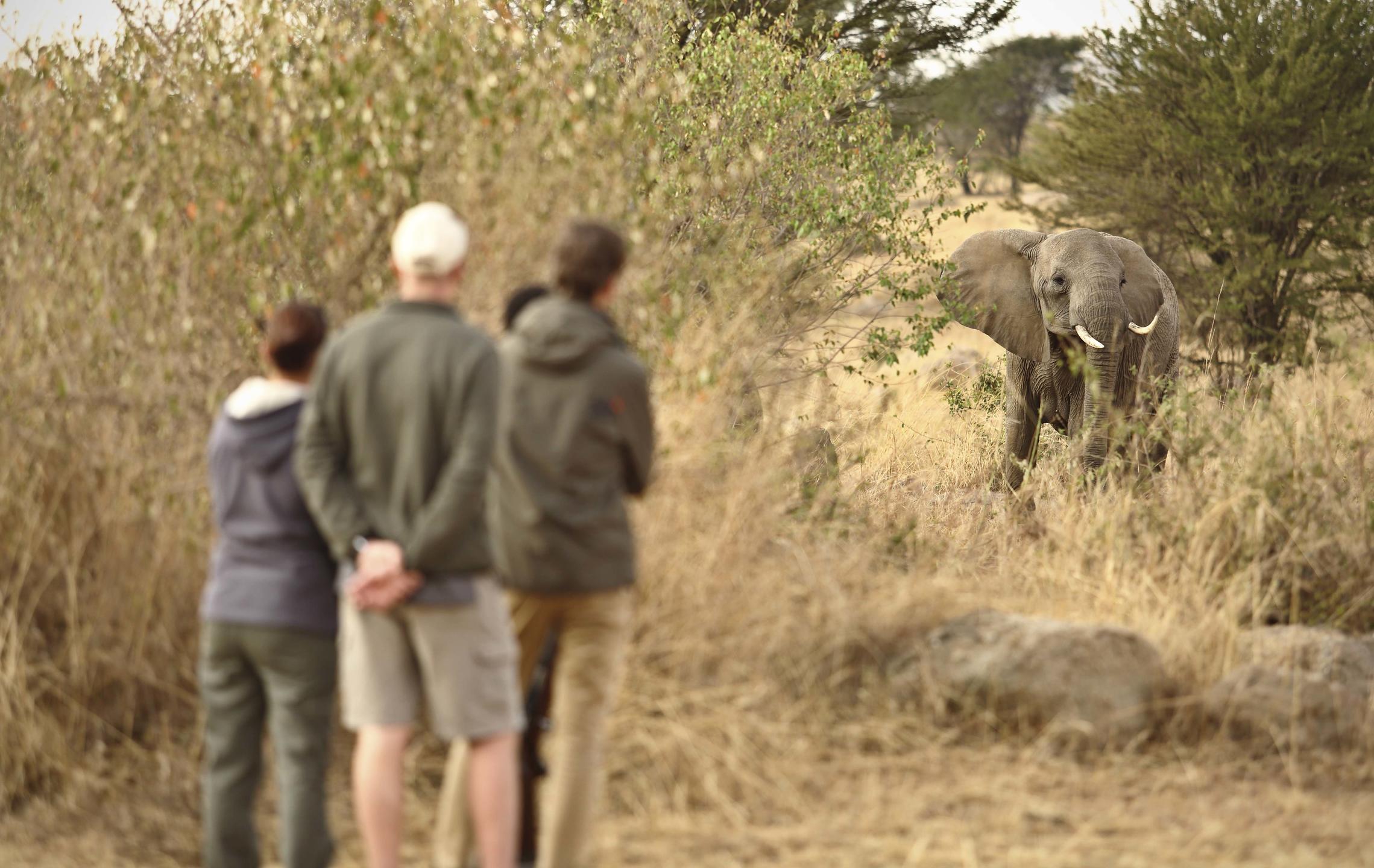 Elephant walking in Tanzania's Serengeti