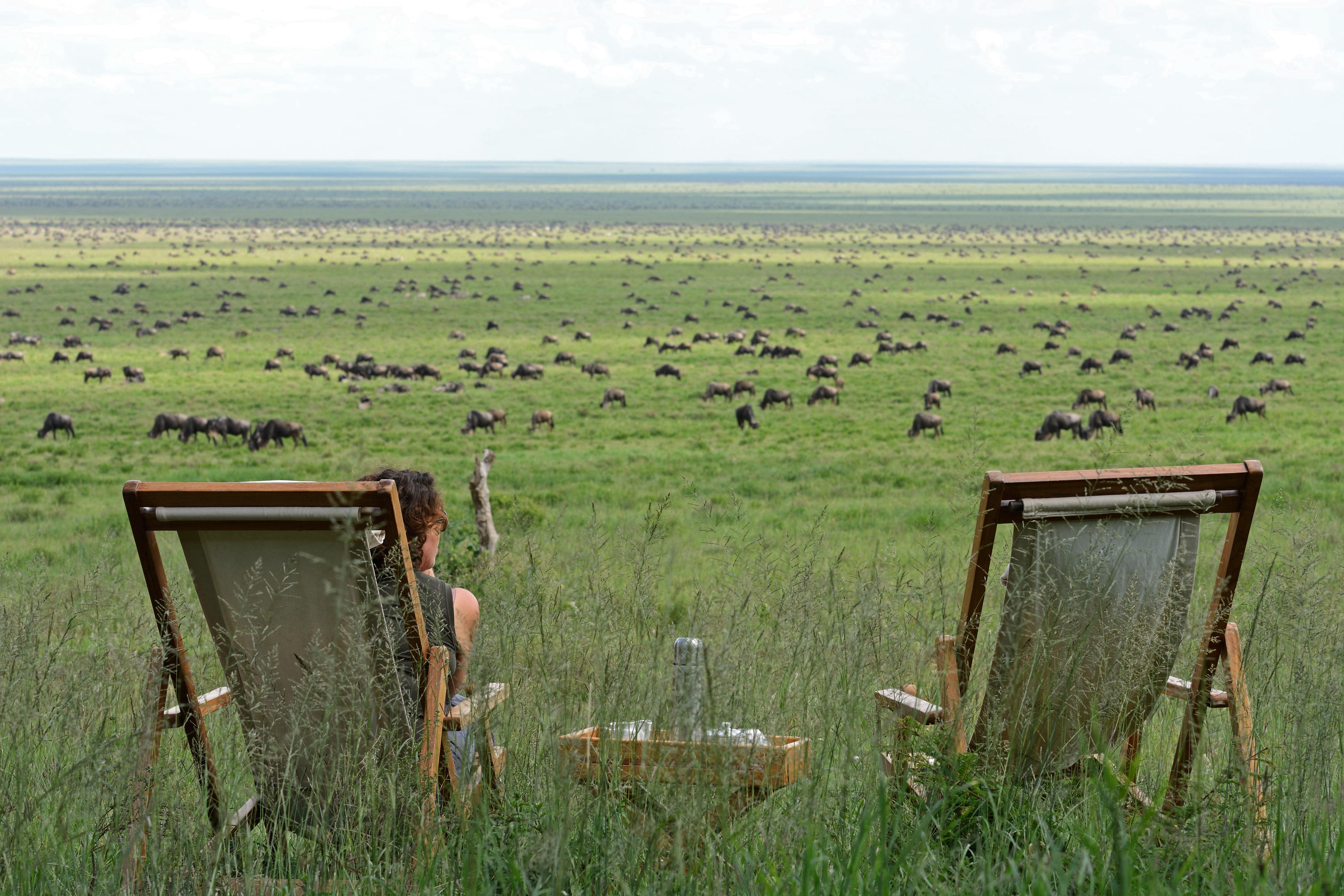 Wildebeest herds across the Serengeti plains