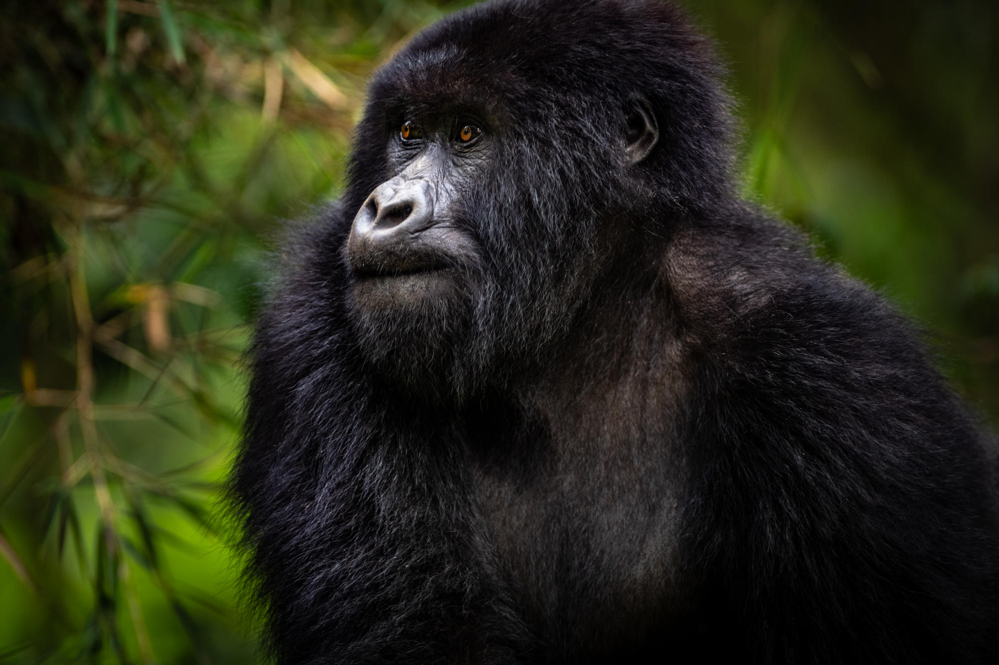 Mountain gorilla family in Rwanda's Volcanoes National Park