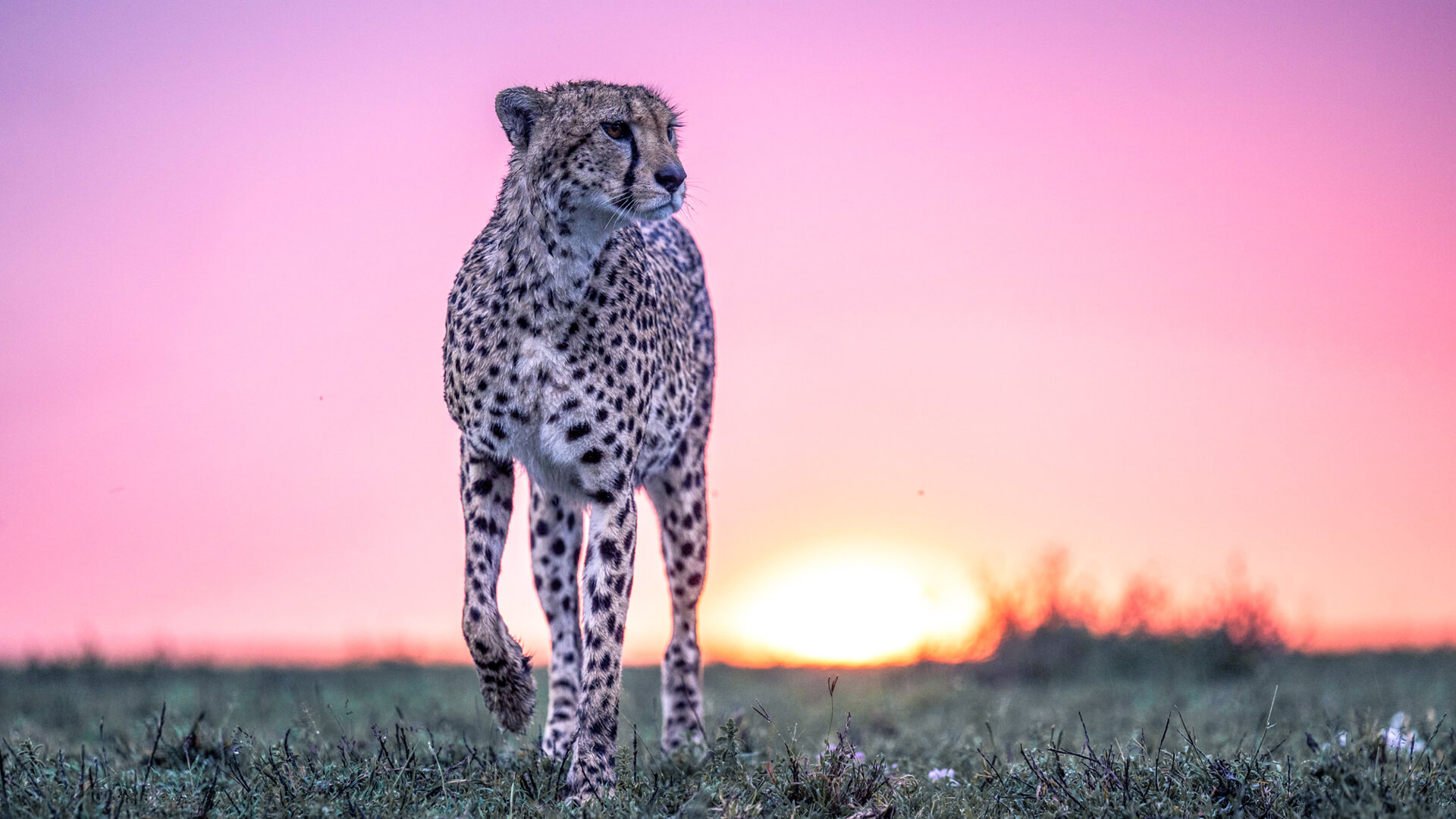 Cheetah at sunrise