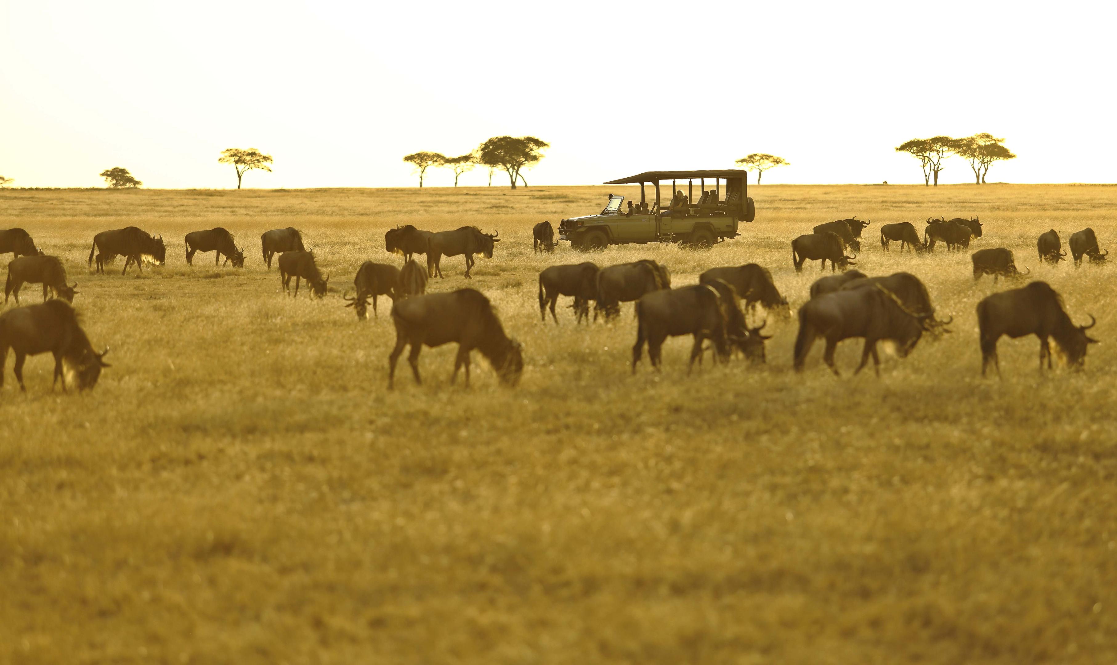 Kenya & Tanzania Migration Safari