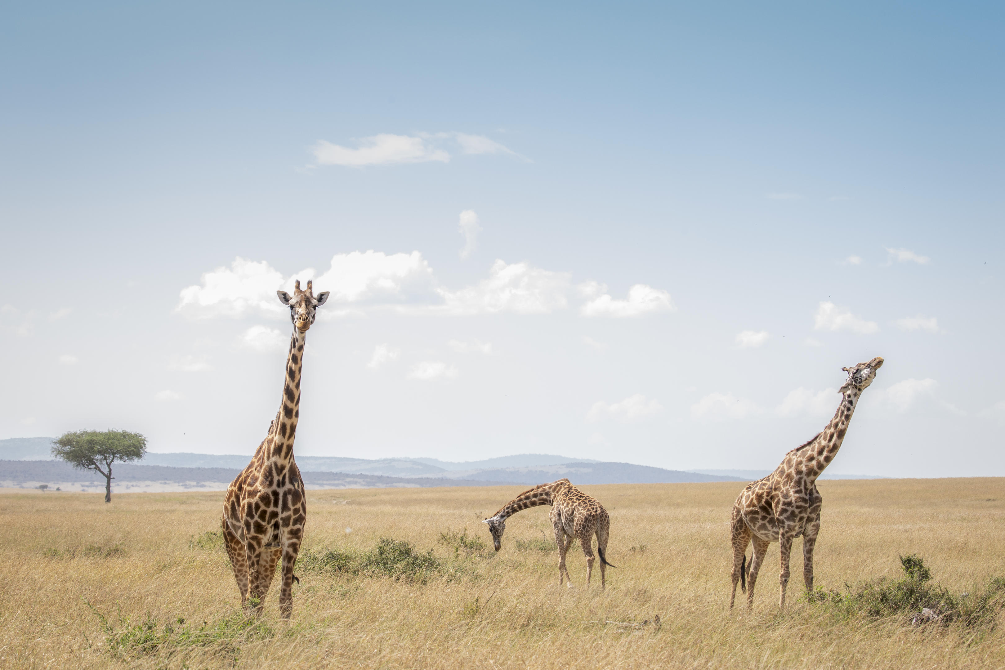 Tent with private pool